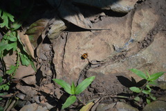 Oligocorynus caciqus