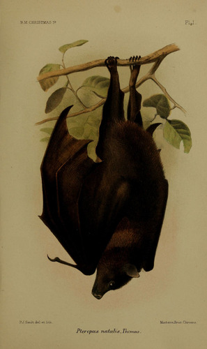 Black-eared Flying Fox