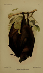 Black-Eared Flying Fox photo 2