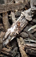 Pseudomyrmex ejectus