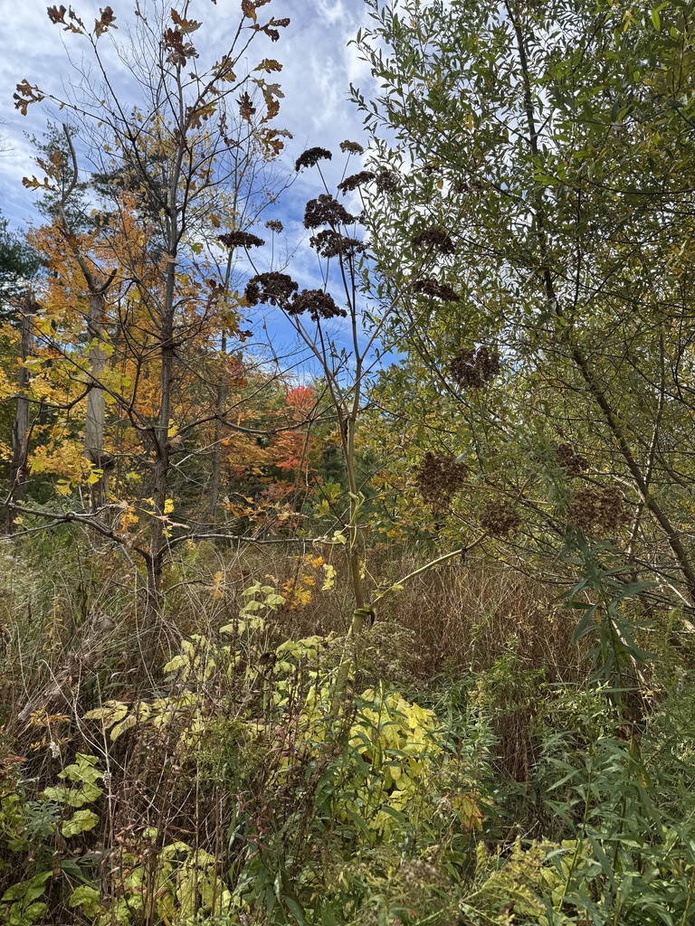 Heracleum mantegazzianum