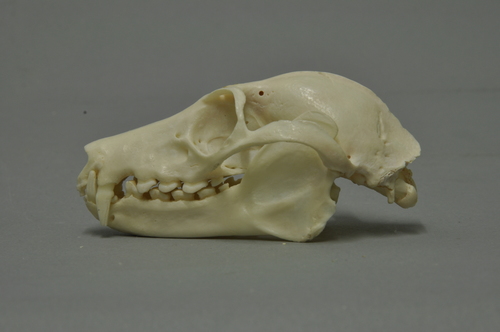 Black-eared Flying Fox