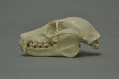 Black-Eared Flying Fox photo 4
