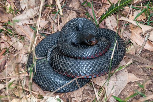 Red-bellied Black Snake sighting