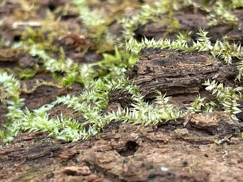 Steerecleus Moss (Rhynchostegium serrulatum)