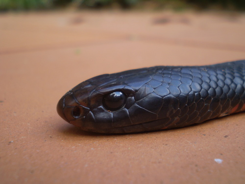 Red-bellied Black Snake sighting