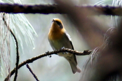 Peucedramus taeniatus