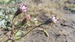 Palafoxia linearis