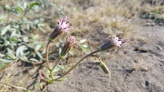Palafoxia linearis