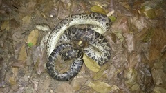 Chilabothrus striatus