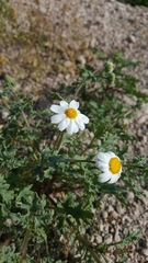 Perityle crassifolia robusta