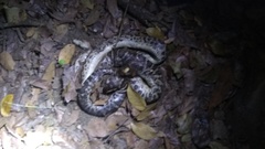 Chilabothrus striatus