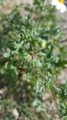 Perityle crassifolia robusta