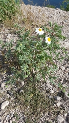 Perityle crassifolia robusta