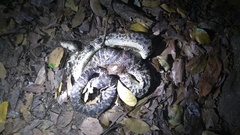 Chilabothrus striatus