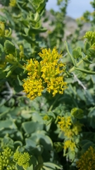 Coulterella capitata