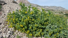 Coulterella capitata