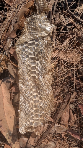 Coastal Carpet Python sighting