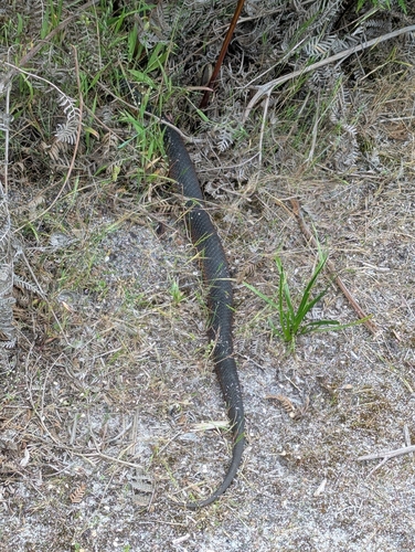 Lowlands Copperhead sighting