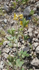 Senna confinis