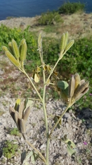 Senna confinis