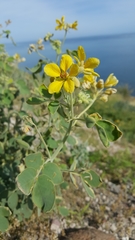 Senna confinis
