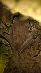 Eleutherodactylus inoptatus