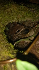 Eleutherodactylus inoptatus