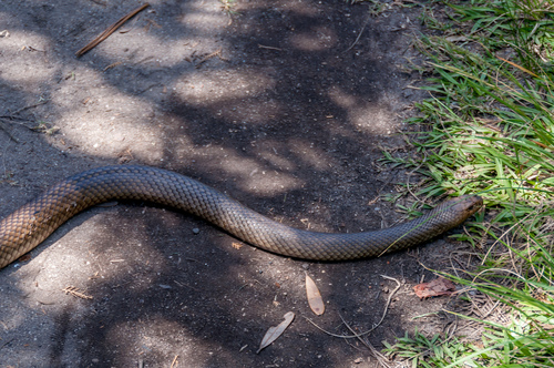 Eastern Brown Snake sighting