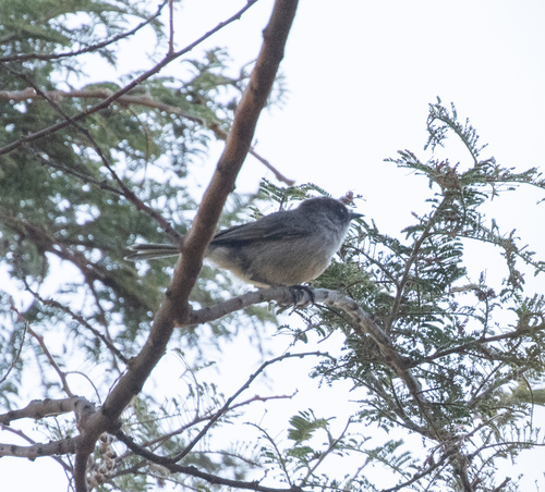Brown Parisoma (Curruca lugens), photo 3