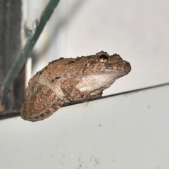 Scinax acuminatus