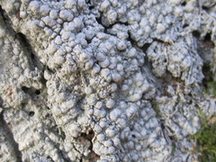Pertusaria paratuberculifera