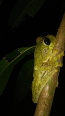 Osteopilus vastus
