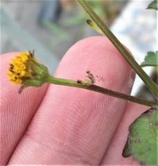 Campiglossa sororcula