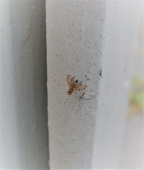 Campiglossa sororcula