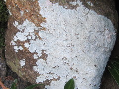 Lepraria normandinoides