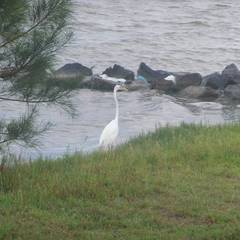 Ardea alba