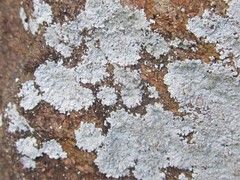 Lepraria normandinoides