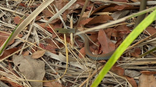Yellow-faced Whipsnake sighting