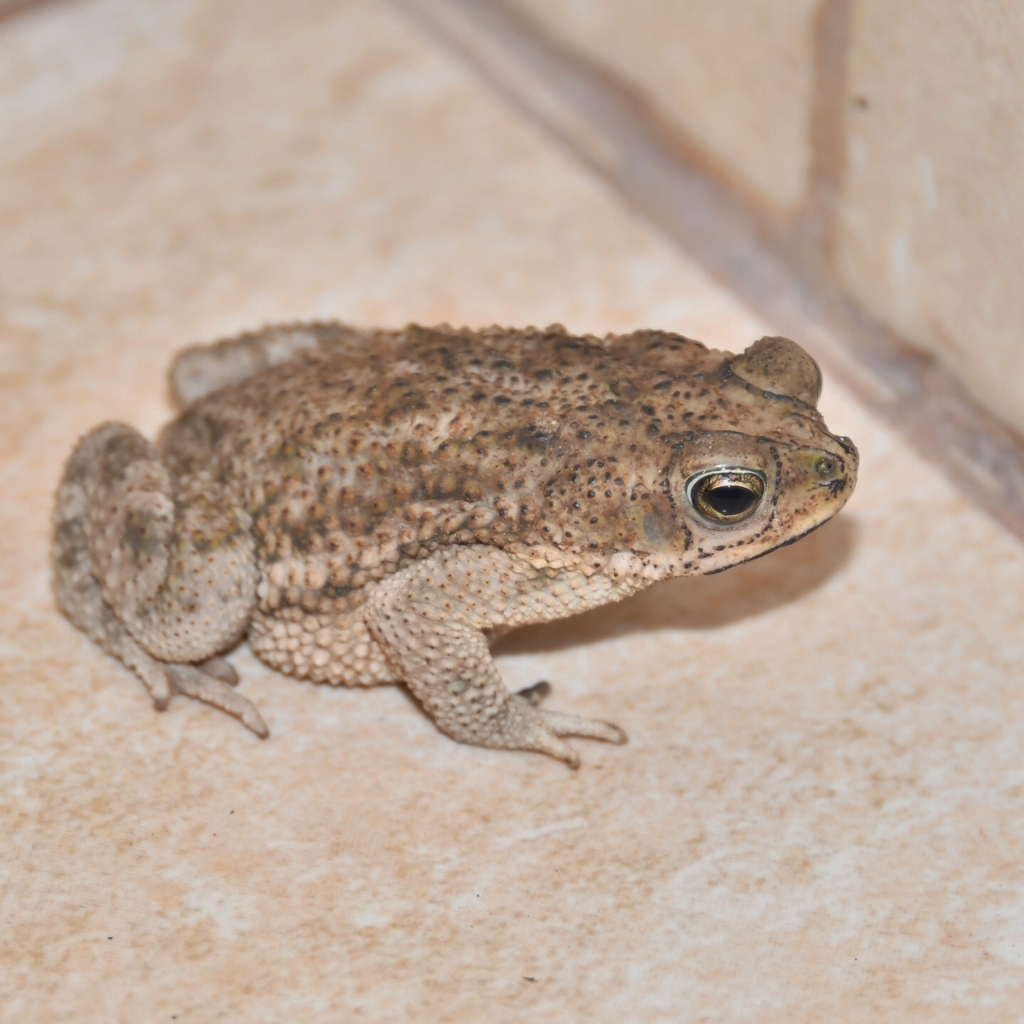 Chaco Granulated Toad