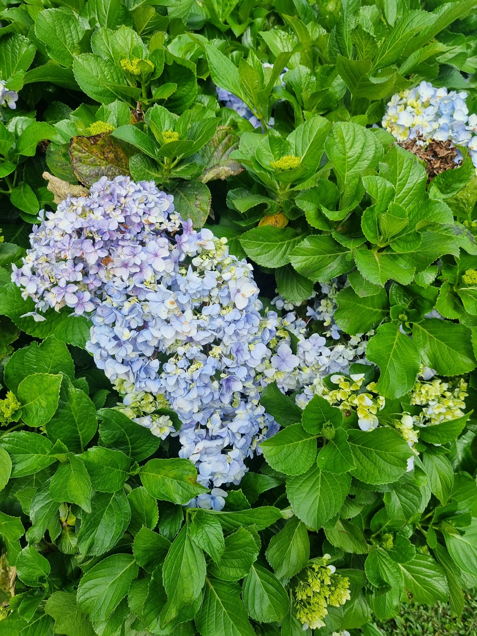 Hydrangea macrophylla