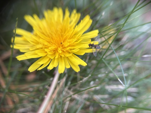 Unknown species found near Waterville Rd, Farmington, CT, US