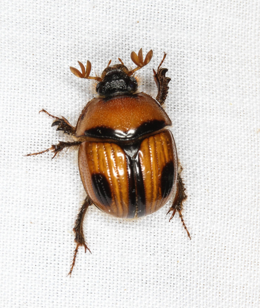 Bolbocerosoma confusum