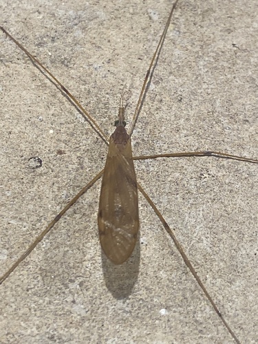 Unknown species found near Perryville Rd, Perryville, MD, US