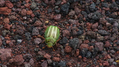 Chrysina