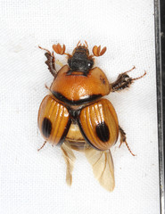 Bolbocerosoma confusum