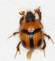Bolbocerosoma confusum