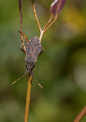 Gelonus tasmanicus