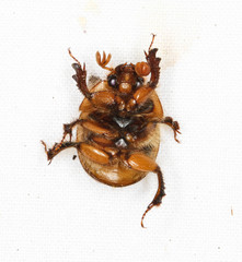 Bolbocerosoma confusum