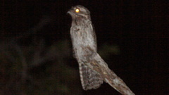 Nyctibius jamaicensis